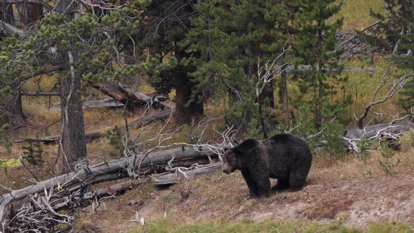 Grizzly Bear with a recently killed elk in Yellowstone National Park