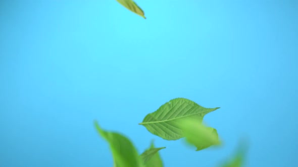 Green leaves, Slow Motion