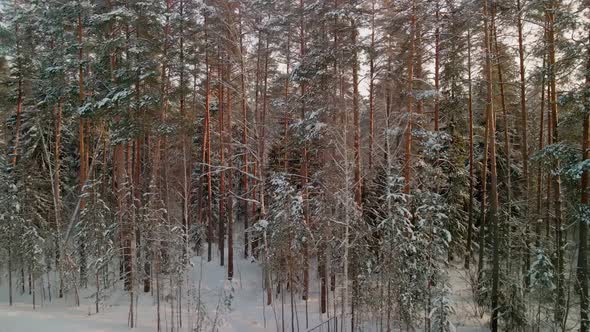 Beautiful Winter Pine Forest