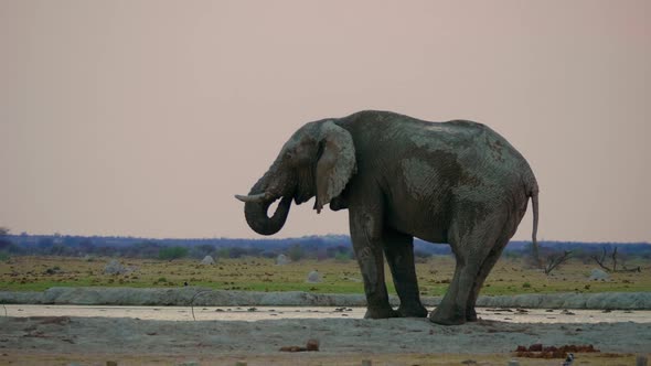 African Elephant Covered In The Mud Standing And Drinking On The Waterhole At Sunset Time In Makgadi