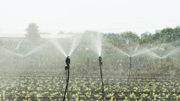 Sprinklers water lettuce plants in a large field after planting, slow motion footage