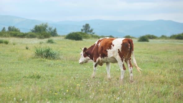 Red Cows Graze in a Pasture with the Mountains As a Backdrop