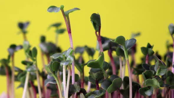 Timelapse Shooting of Radish Microgreens on a Yellow Background
