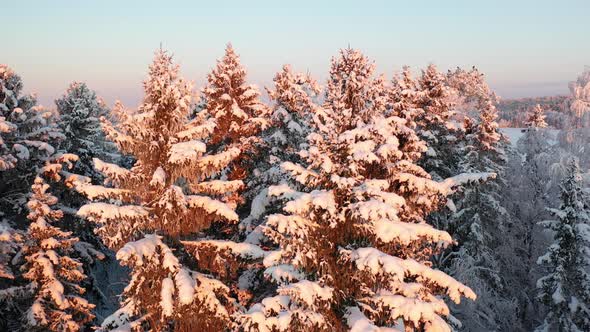 Snowy Trees In The Evening By Drone