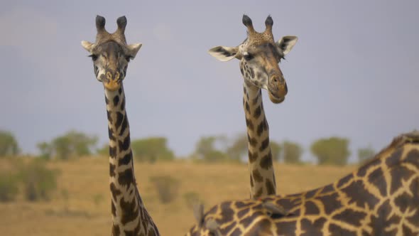 Two giraffe calves