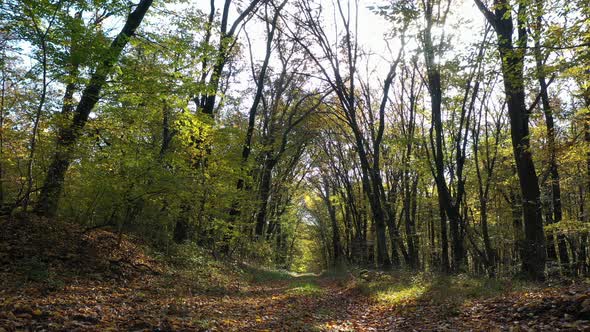 Trees And Path