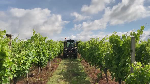 mechanized pruning of grapes