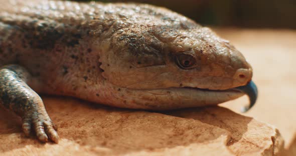 Blue-tongued lizard,also known as blue-tongued skink, sticking out its tongue