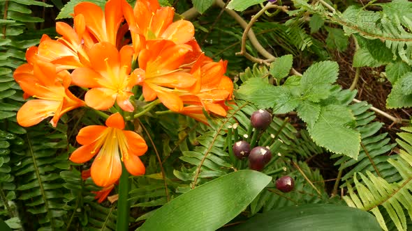 Natal Bush Kafir Lily Flower California USA