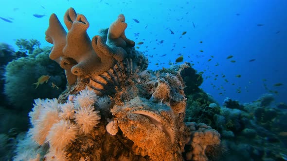 Underwater Colorful Scorpion-Fish