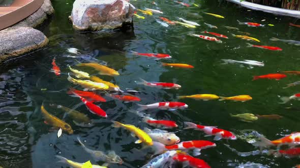 School of Koi Fish swimming in a pond