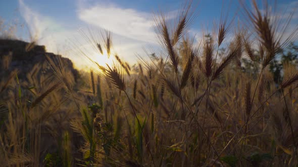 Atardecer entre espigas en campo y montaña