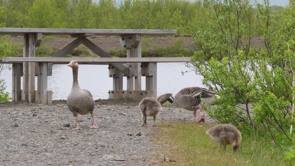 Family of greylag goose at Thingvellir National Park, Iceland, Europe