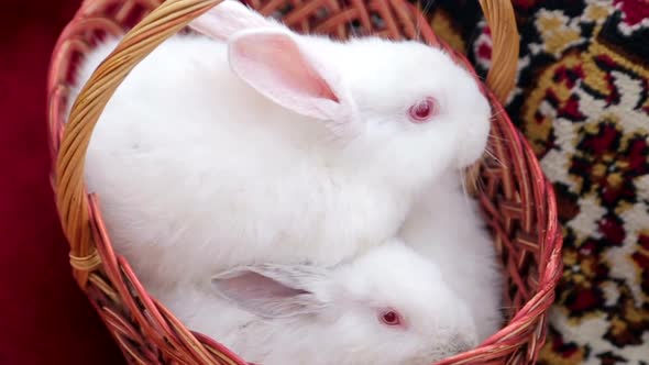 Easter Bunny with Easter Multicolored Eggs on a Green Background