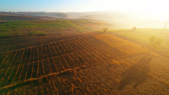 4K : Aerial view of farm during sunrise in Thailand. Harvest season.