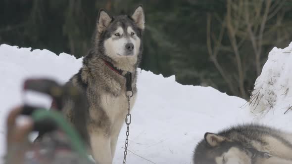 Husky dog sitting in snow