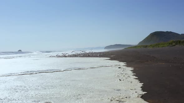 Seagulls Sit on the Black Sand of the Khalaktyrsky Beach of the Pacific Ocean in Kamchatka