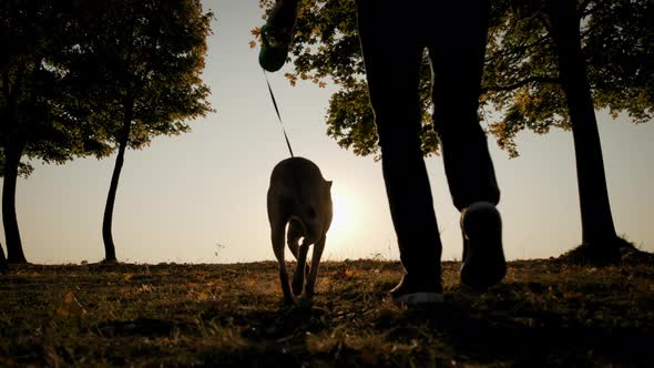 Silhouettes of a Man Walking with a Dog During Amazing Sunset