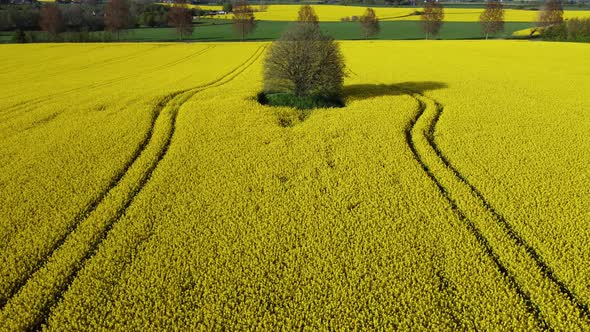 Drone Filming Large Fields Beautiful Landscape with Yellow Flowers Aerial Shooting