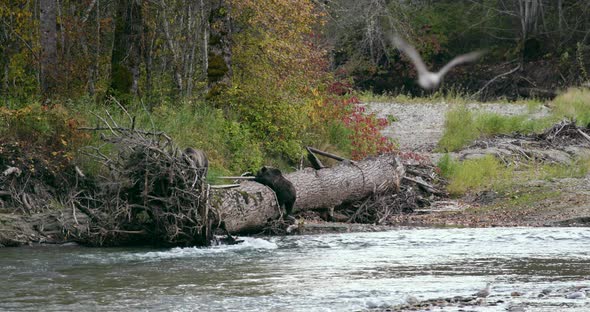 A Grizzly sow and her cub climb on a fallen tree at the edge of a river bank in Bella Coola.