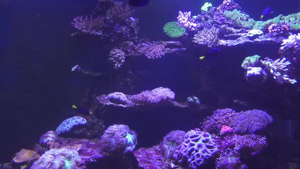 Tropical Fish and Corals Underwater 