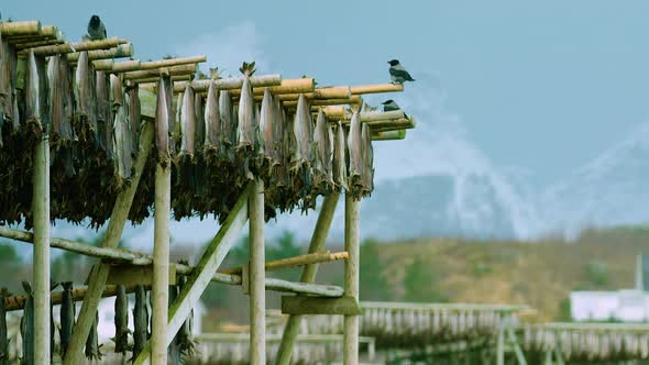 ZOOM OUT, birds scuffle and fight around the stockfish racks in winter, Norway