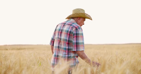 Farmer in Check Shirt Walking Through Golden Wheat Field and Checking the Harvest on Summer Evening