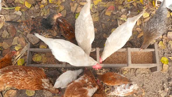 Chickens Pecking Grain in the Feeder