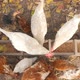 Chickens Pecking Grain in the Feeder - VideoHive Item for Sale