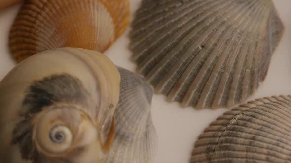 Rotating stock footage shot of sea shells - SEA SHELLS 001