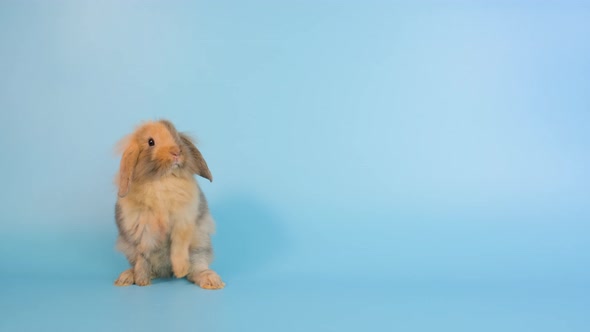 Little brown bunny rabbit stand and look around then sit and stay on blue screen background