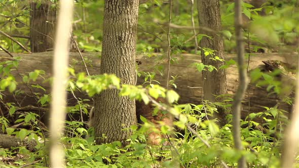 Brown racoon in the forest. Racoon hunting for food on a fallen tree. Racoon activity in the morning