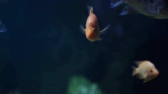 Close Up of Cichlasoma in Water