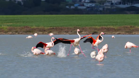 Pink Flamingos in the Lake Wild Greater Flamingo in the Salt Water Nature Birds Wildlife Safari Shot