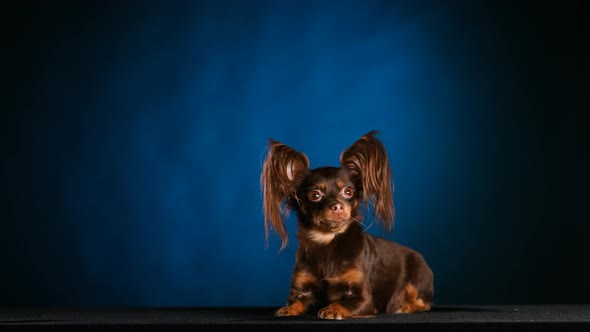 Portrait of a Charming Russian Toy Terrier with Large Shaggy Ears Lying and Shivering From the Cold