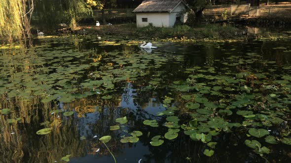 Beautiful white swans in the pond 4K 2160p 30fps UltraHD footage - Elegant Cyngus birds  close-up 4K