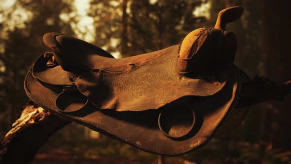 Vintage Leather Horse Saddle on the Dead Tree in Forest at Sunset