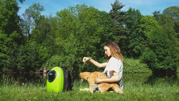 European Young Woman is Playing with a Red Cat in the Nature a Ginger Pet is Catching the Grass with