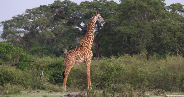 Masai Giraffe, giraffa camelopardalis tippelskirchi, Adult standing in Savanna