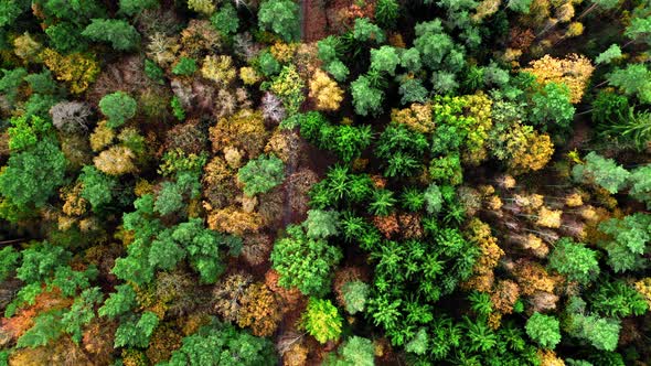 Top down view of colorful autumn at sunrise