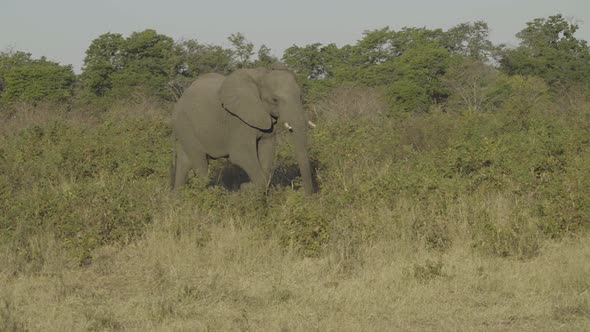 African Elephant Walking Through Bush