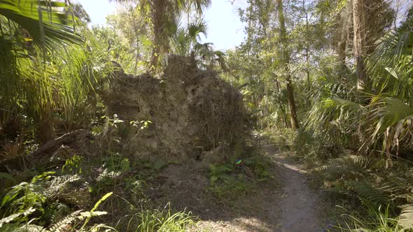 Tree Uprooted After Hurricane Florida Usa