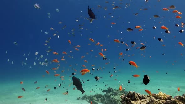 Orange Reef Fish swimming over sandy reef in the Red Sea