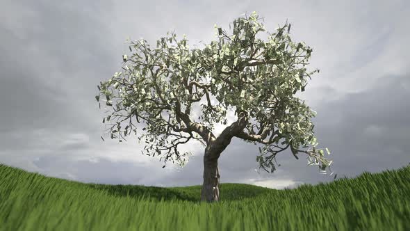 Dollar Tree Growing