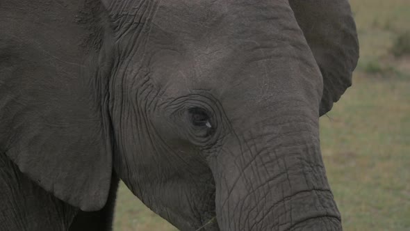 Close up of an elephant head