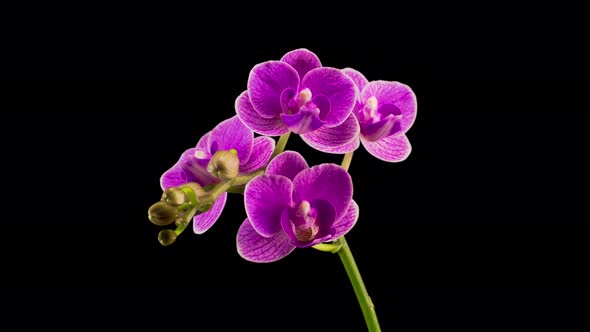 Blooming Purple Orchid Phalaenopsis Flower