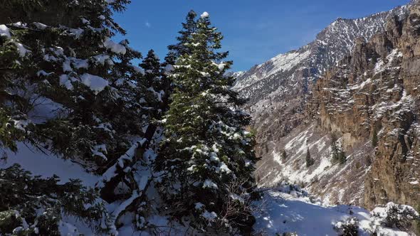 Flying up along pine trees in winter looking down canyon