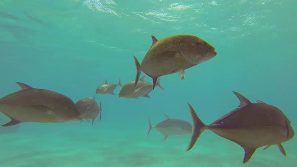 A school of fish feeding in a frenzy over a coral reef of a tropical island.