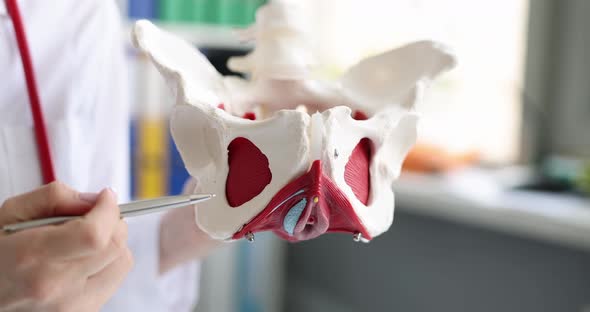 Doctor Holds Anatomical Model of Human Pelvis with Pelvic Bones