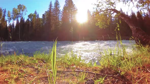 Meadow at Mountain River Bank. Landscape with Green Grass, Pine Trees and Sun Rays. Movement on